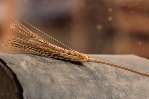 a ear of wheat sitting on top of a rock at Dormo in mulino in Bagnasco