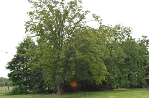 Jardín al aire libre en Gasthof 't Neutensveld