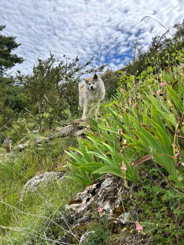 a dog standing on the side of a hill at Casa del Castell de Toloriu in Toloríu