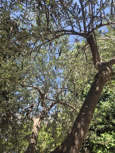 a tree with branches and leaves in the sky at Seaview Art Studio with balcony in Kaštela