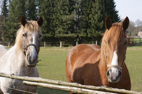 two horses standing in a field next to a fence at Landgasthaus Zum Naturschutzpark in Bispingen