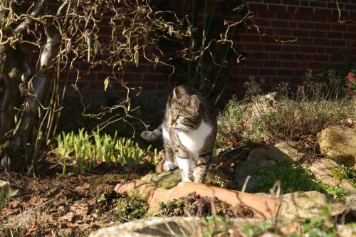 a cat sitting on a rock in the grass at Landgasthaus Zum Naturschutzpark in Bispingen