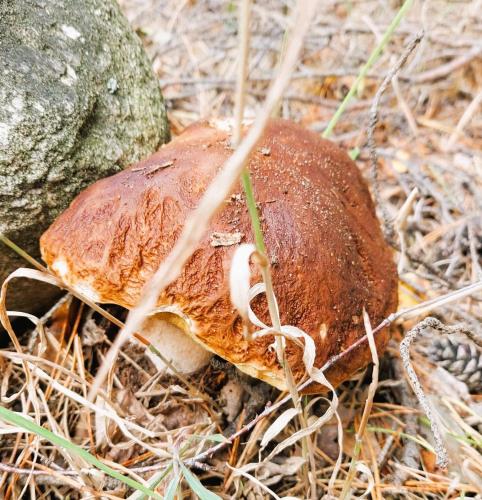 Φωτογραφία από το άλμπουμ του Agroturystyka Różanka σε Nowy Tomyśl