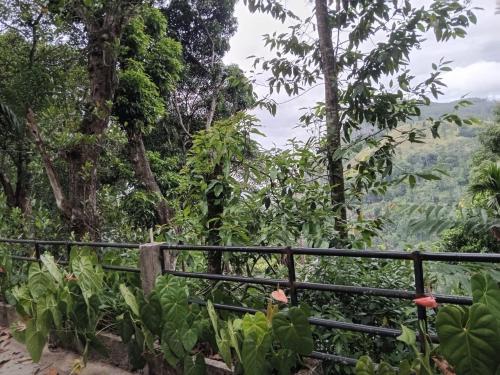 a view of the forest from the trail at Ella nature hostel in Ella