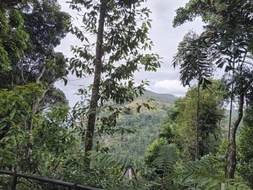 エッラにあるElla nature hostelの熱帯雨林のジャングルの景色