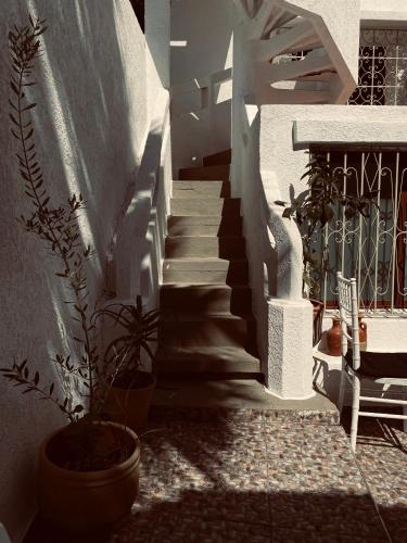 a staircase with a potted plant next to a building at Syrah Home in Tangier