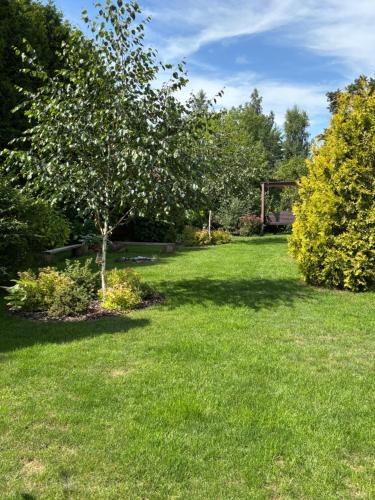 a green yard with a tree in the grass at U Iwony in Sztutowo