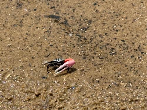 a dead crab in the sand on the beach at Viva O Sonho 