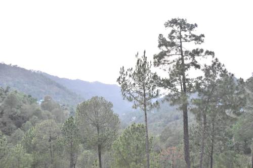 a view of a forest of trees with mountains in the background at A Greenwoods Hotel in Solan