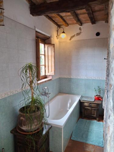 Un baño con bañera y una planta en maceta. en Attic with balcony at Locanda del Capo, en Capannori