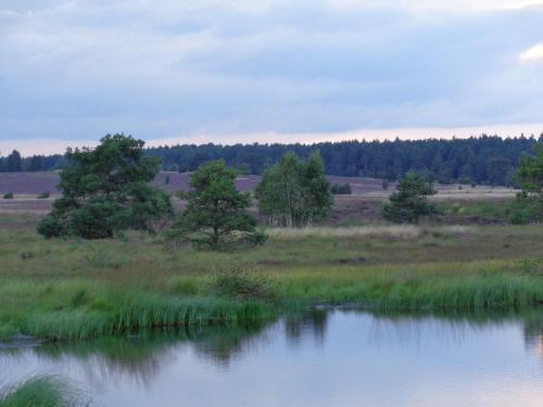 a pond in a field with trees in the background at Landgasthaus Zum Naturschutzpark in Bispingen