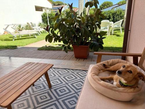 Κατοικίδιο ή κατοικίδια επισκεπτών που μένουν στο La Meria di Maria Villa Rosa