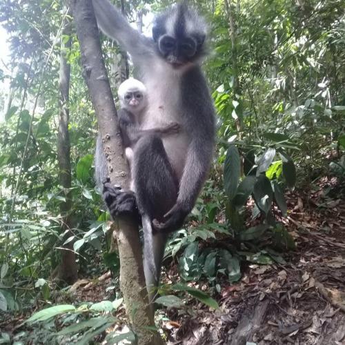 ゲストハウスの敷地内または近くにいる動物
