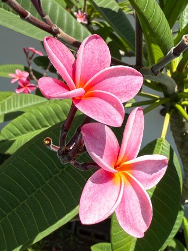 Zahrada ubytování Casa Frangipani