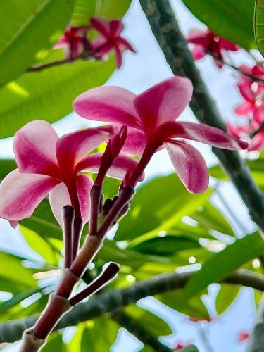Zahrada ubytování Casa Frangipani