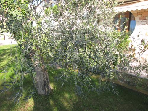 a tree sitting in the grass next to a building at Residence Villa Margherita in Brenzone sul Garda
