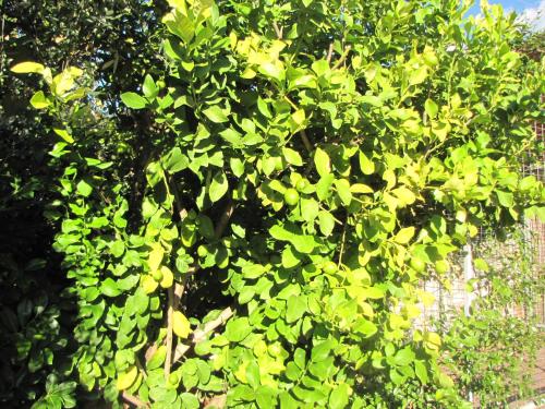 a tree with green leaves in front of a fence at Residence Villa Margherita in Brenzone sul Garda