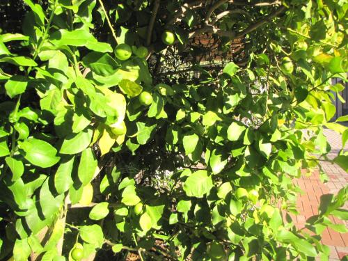 a tree with green apples growing on it at Residence Villa Margherita in Brenzone sul Garda