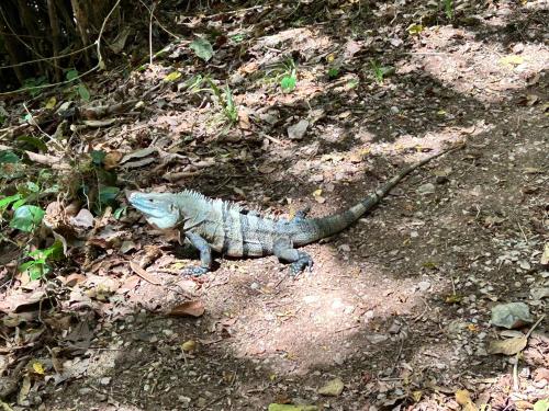 a iguanauanauanauanauanauanauanauanauanauanauanauanauana at Eco Glamping Verde, Bahia Gigante in Puntarenas
