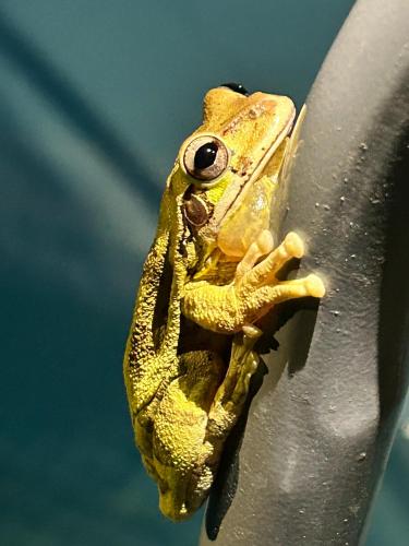 a yellow frog is sitting on a pole at Eco Glamping Verde, Bahia Gigante in Puntarenas