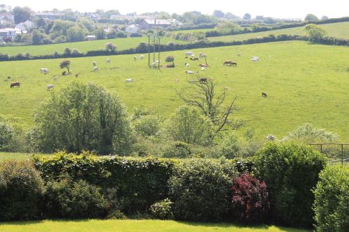 a herd of animals grazing in a green field at Trevanger Farm Bed and Breakfast in Wadebridge