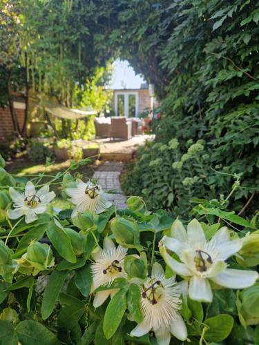 a bunch of white flowers in a garden at The Hideaway - Central Wareham, Roof terrace, Garden & Parking in Wareham