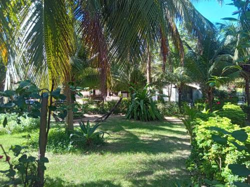 a shady yard with palm trees and grass at Pousada Barra do Mundaú in Lavagem