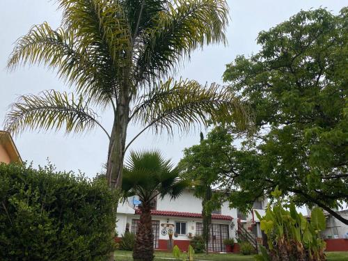 a palm tree in front of a house at Villa Sofia in Tlatlauquitepec