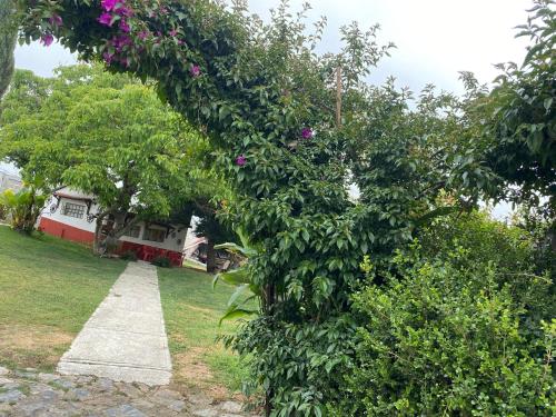 a tree with pink flowers on it in a yard at Villa Sofia in Tlatlauquitepec