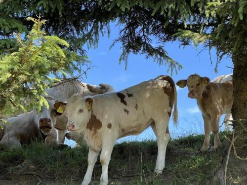 a group of cows standing in the grass under a tree at Holiday apartment with 2 bedrooms in Zirkitz