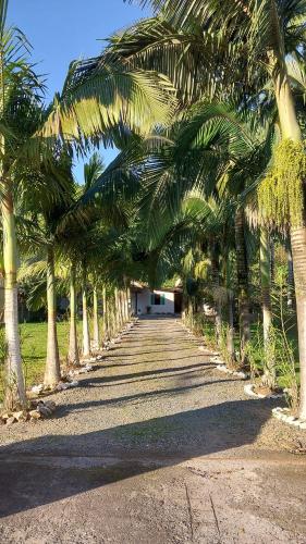 a row of palm trees on a dirt road at Kleinenhaus in Pomerode