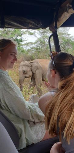 two people in a vehicle looking at an elephant at Mango Safari Camping Udawalawe in Udawalawe