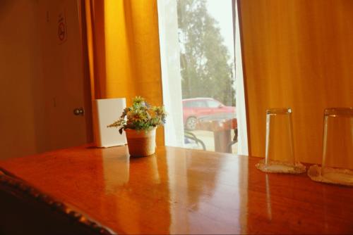 a potted plant sitting on top of a wooden table at Hotel Puerto Mayor in San Antonio