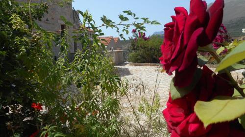 a red rose in front of a building at Althea Village in Areopolis