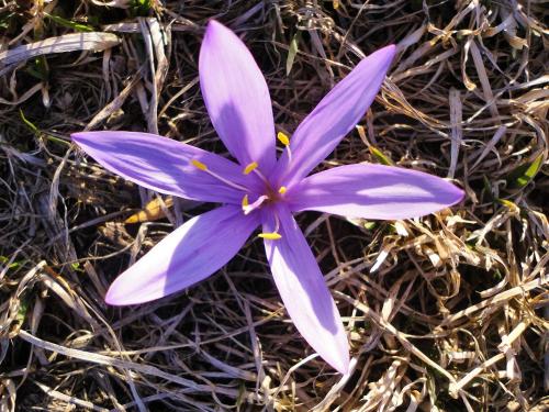 a purple flower laying on the ground at B&B Eischoll in Eischoll
