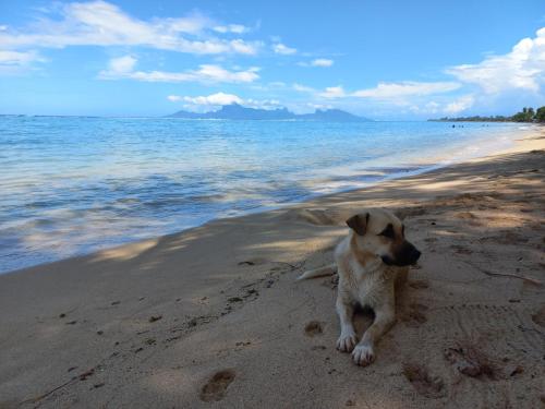 a dog sitting on a beach near the water at Iolana's Beach house - Beautiful Home in Punaauia
