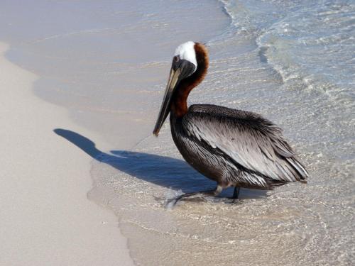a bird walking on the beach in the water at Corales Punta Rusia in Punta Rucia