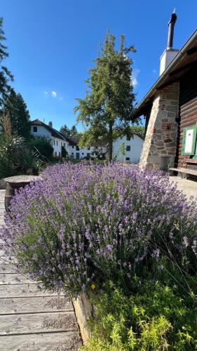Ein Garten an der Unterkunft Landhaus Danner