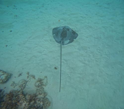 a plastic item in the water in the ocean at Iolana's Beach house - Beautiful Home in Punaauia