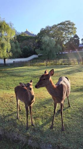 two deer standing in the grass in a field at Mubean in Nara