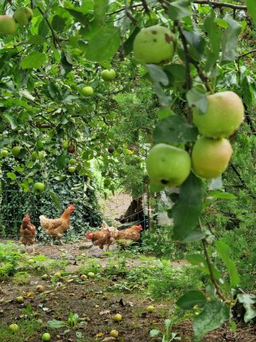 a group of chickens walking in an apple tree at Apartma Zeleni mir in Dobravlje