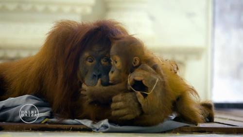 an orangutan holding a stuffed animal on the floor at Résidence du Moulin 2-C pour 4 Personnes in Boussu