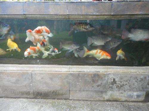 a group of fishes in a tank in a aquarium at Manik Villa Besakih in Besakih