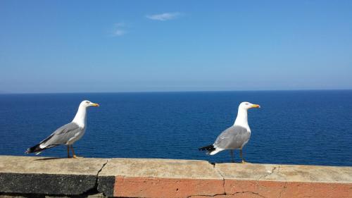 two seagulls standing on a wall near the ocean at Sicily Sea House in Gioiosa Marea