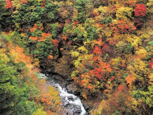an aerial view of a forest with a river at Suikoen in Kawanehon