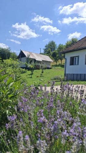 Zahrada ubytování Agroturism Sesuri 151