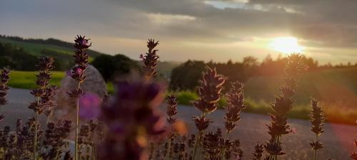 a field of flowers with the sunset in the background at Wohnung im Herzen Mühlviertels in Bad Zell