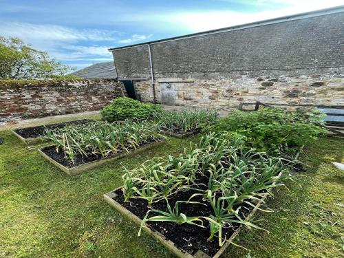 a row of plants in a garden next to a building at 5 Bed in Anstruther 83504 in Pittenweem