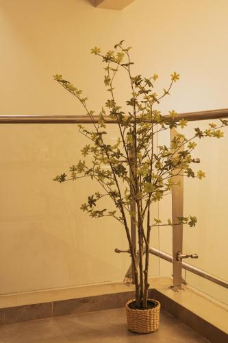 a plant in a basket in a room at Arise Apartments in Kampala