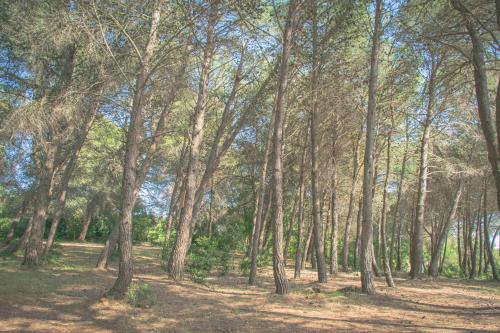 a wooded area with a lot of trees at Ad un passo da Cisternino - Trulli con Camino, Foresta e BBQ in Cisternino